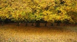 Γιατί τα φύλλα γίνονται κίτρινα το φθινόπωρο