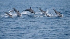 Τα δελφίνια στην αρχαία Ελλάδα
