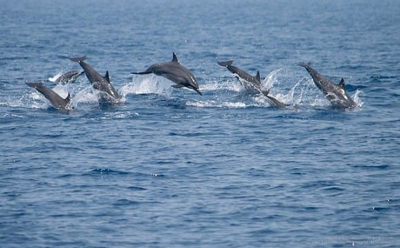 Τα δελφίνια στην αρχαία Ελλάδα