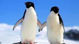 Αποκρυπτογραφήθηκε η γλώσσα των πιγκουίνων