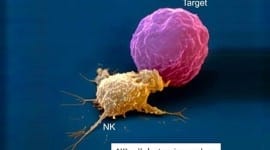 NK cells & εμβόλια λεμφοκυττάρων