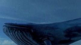 «Μπλε Φάλαινα»: 10 συμβουλές για να προλάβουν οι γονείς το κακό